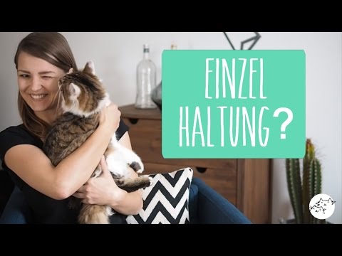 Katze alleine halten - artgerecht? Einzelhaltung vs Zweitkatze (Bärbel)