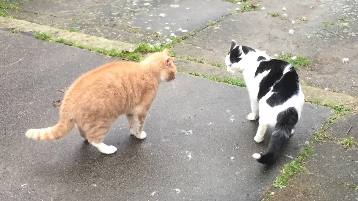 Katzenmobbing: Katzen streiten ständig
