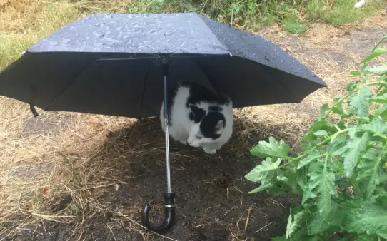 Katze unterm Regenschirm