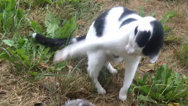 Katzenstreit nach Stress