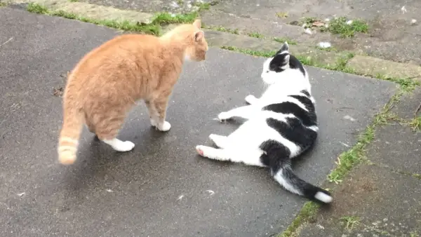 Katzenmobbing: streitende Katzen