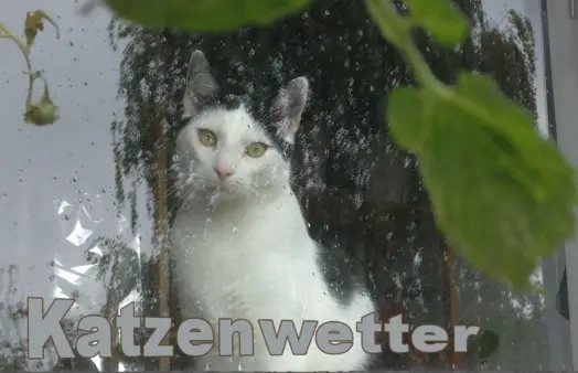 katze am nassen Fenster