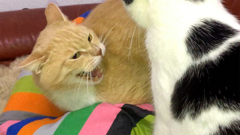 Warum Faucht Meine Katze Mich An Katze faucht und knurrt (mich an) – Katzenleben 7-9