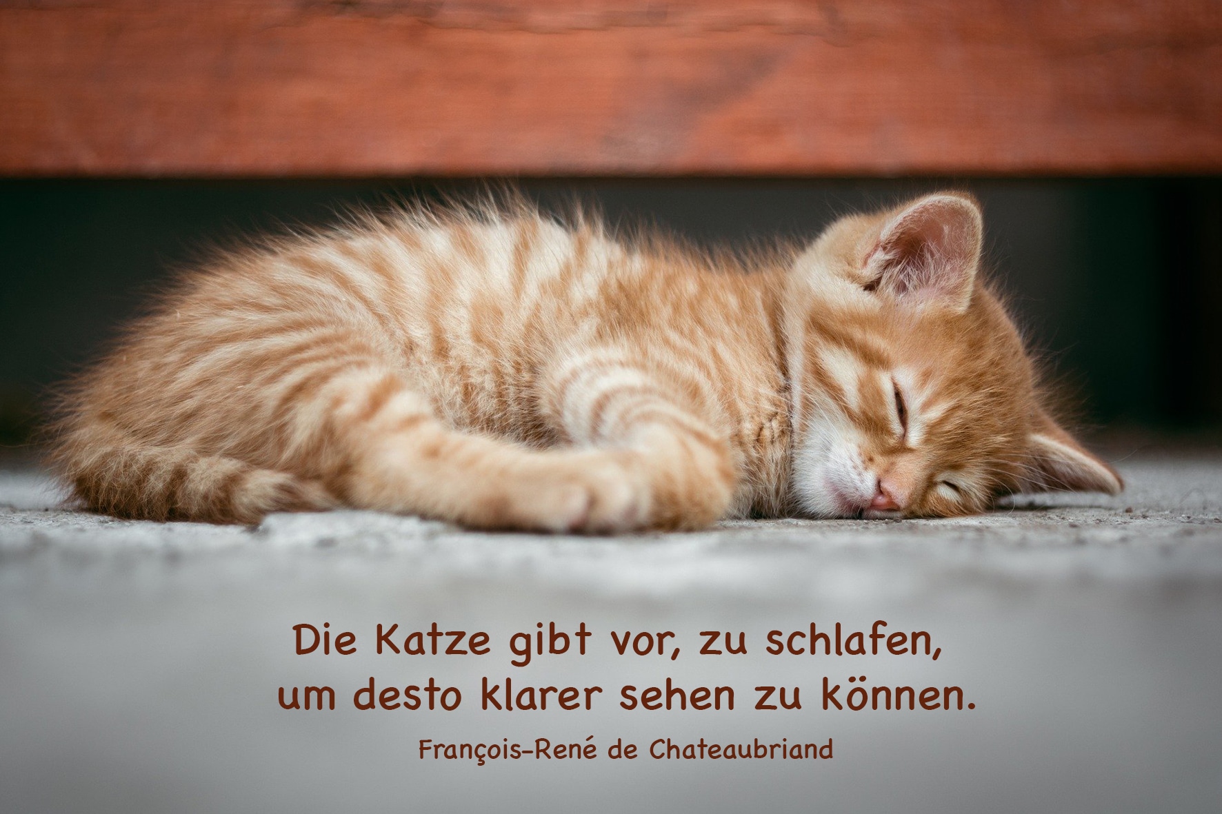 Katzen schlafen viel – Katzenleben 7-9