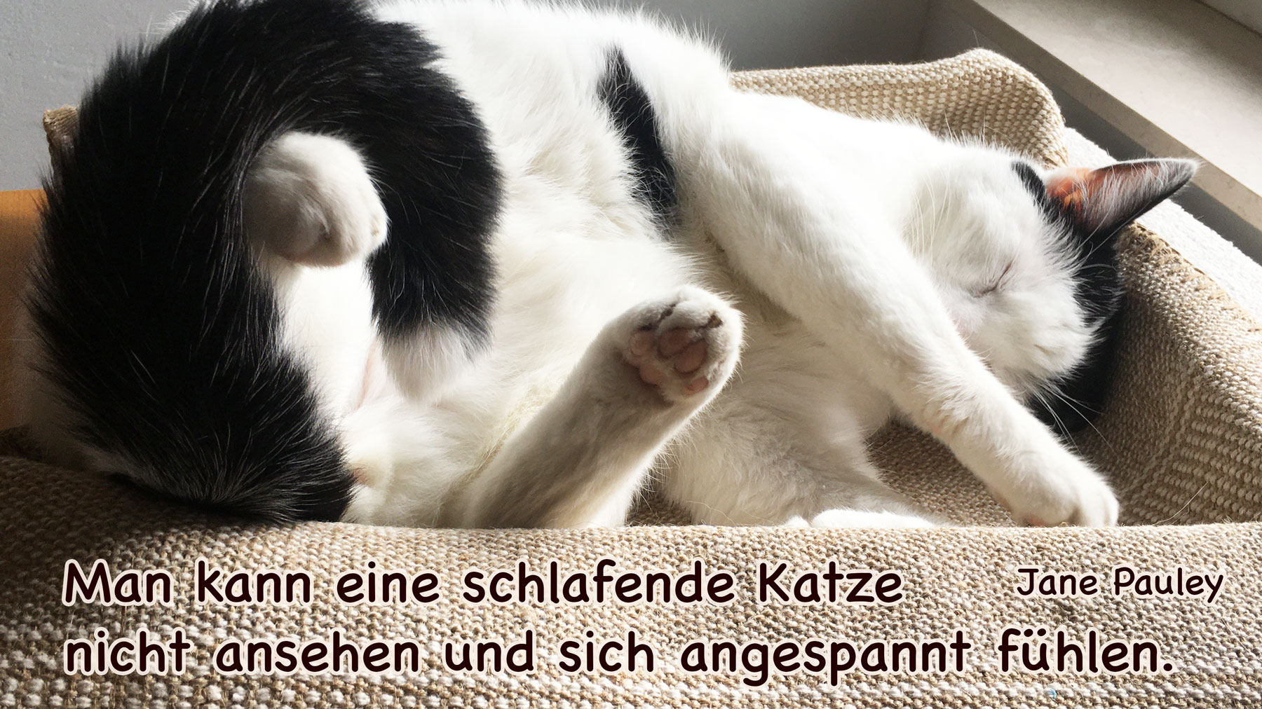 Katzen Sprüche Bilder