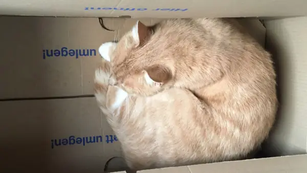 Katze im Umzugskarton
