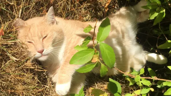 Katze in der Wiese