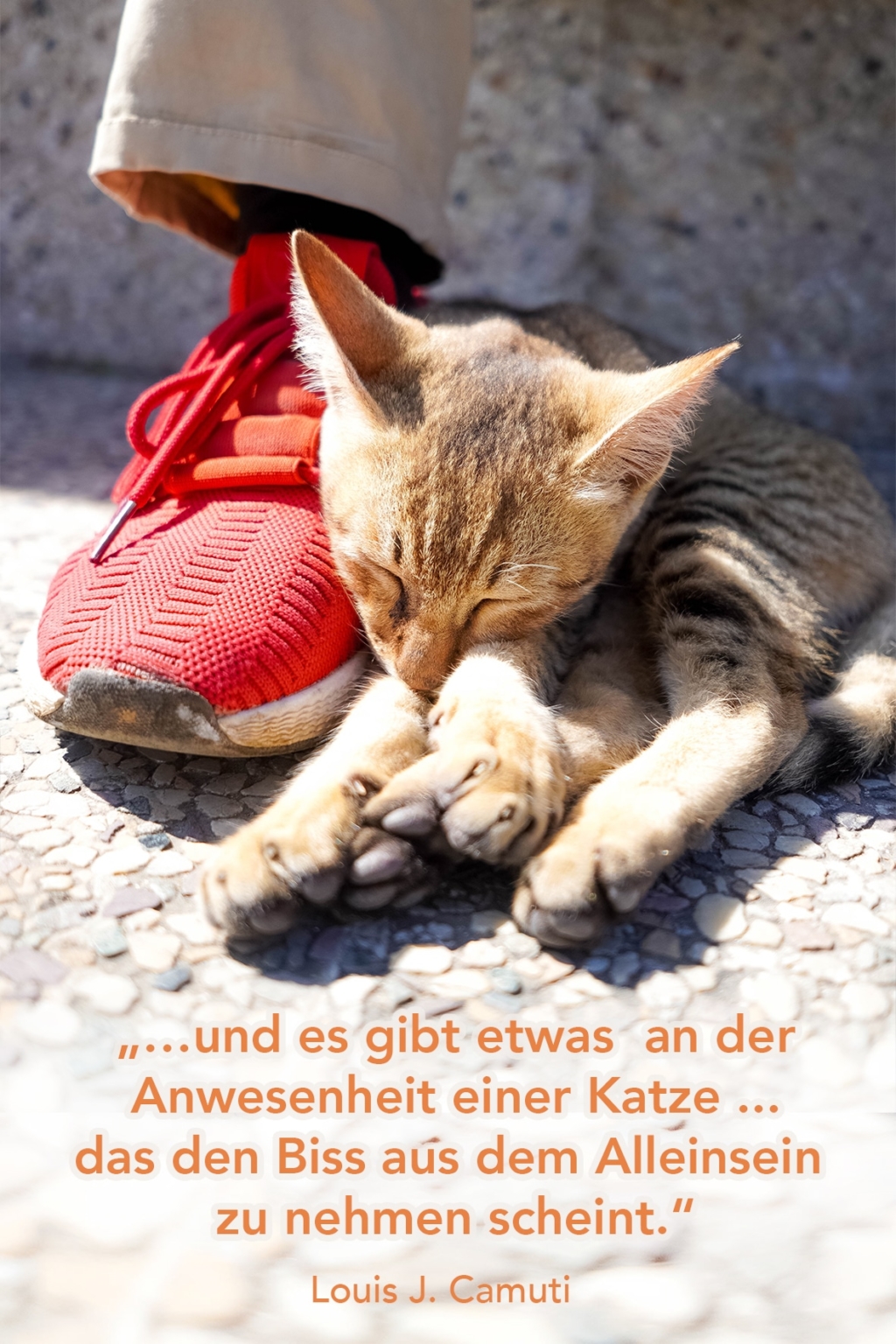 Katzen Sprüche, Zitate und Weisheiten über Samtpfoten Katzenleben 79