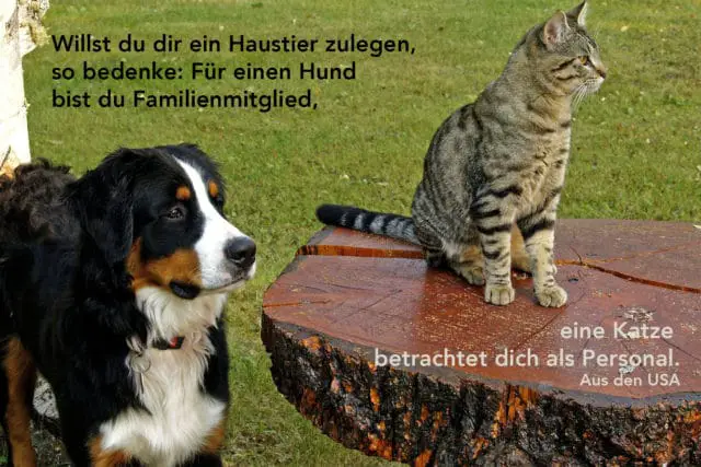 Frauen sind wie katzen sprüche