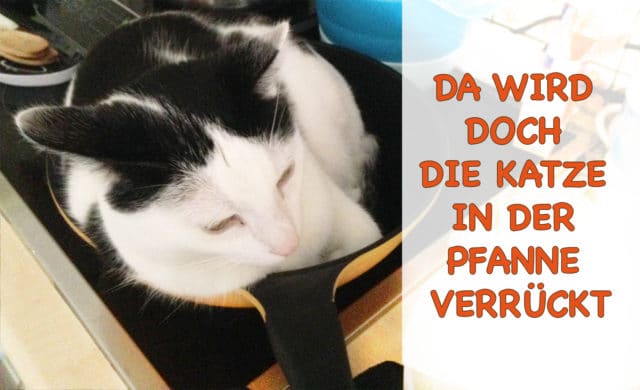 Wie sprüche sind frauen katzen