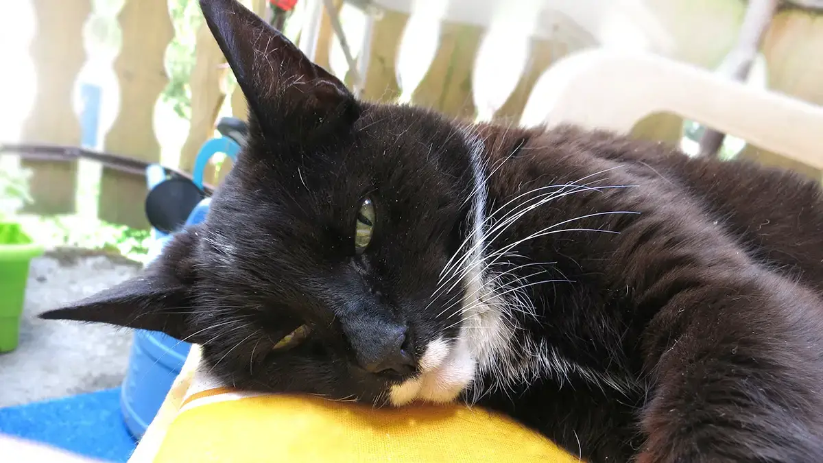 giardien katze ernahrung