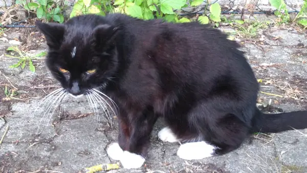 Katze Verstopfung Hausmittel Katze Verstopfung Hausmittel