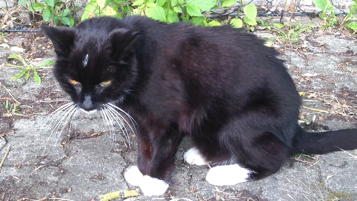 Katze Hat Probleme Beim Stuhlgang