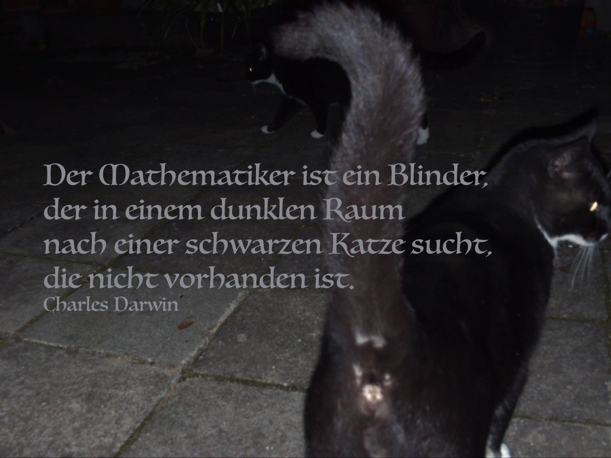Katzen Sprüche, Zitate und Weisheiten über Samtpfoten Katzenleben 79
