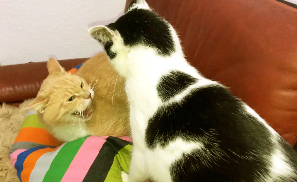 Katze faucht und knurrt (mich an) Katzenleben 79