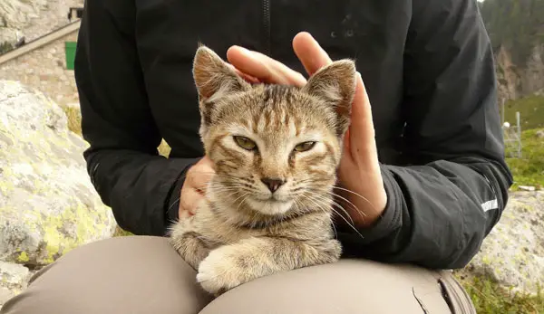 spielen persönliche Bindung Katzen