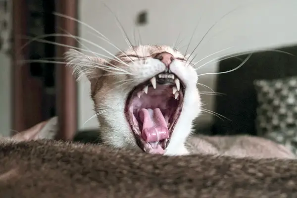 Ursachen Zahnstein Katzen