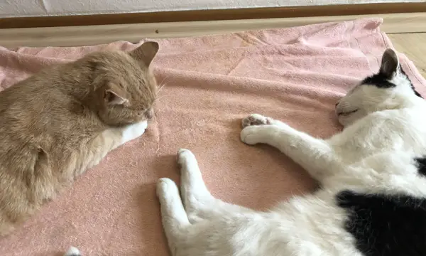 Katzen nach der Betäubung aufwachen