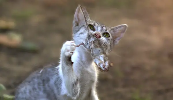 Zahnstein bei Katzen Freigänger vorbeugen