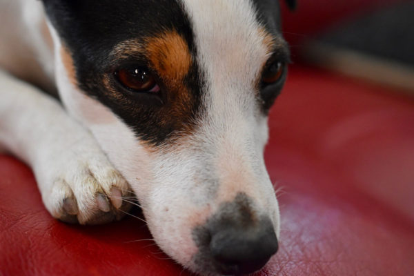 Vermisste Tiere: Hund entlaufen / Kater gefunden