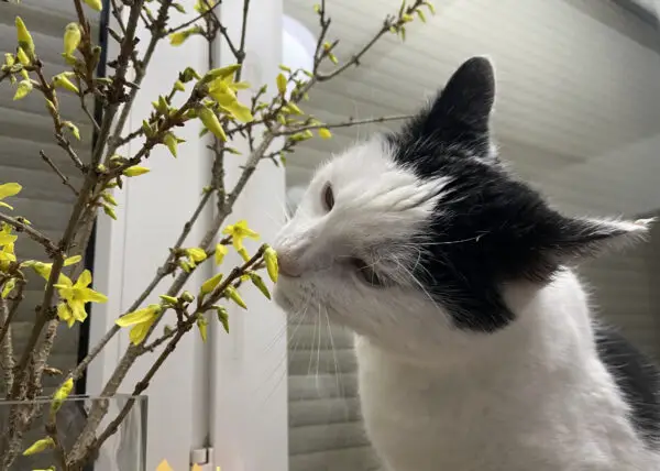 Kater Theo frisst nicht-giftige Forsythienblüten